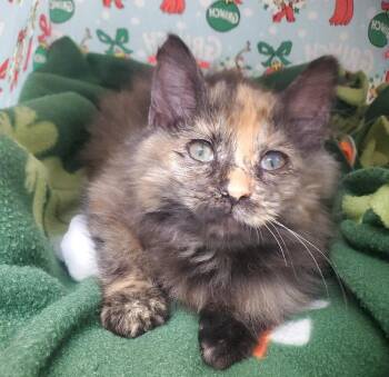 Domestic Long Hair Cats Available for Adoption - Espresso | PetCurious