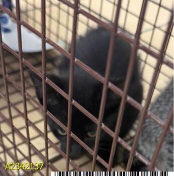 BARBARA -  Domestic Short Hair Cat for Adoption in West Palm Beach, Florida - BARBARA | PetCurious