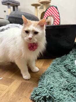 Rescue Domestic Long Hair Cats for Adoption in West Mifflin, Pennsylvania - Eskimo | PetCurious