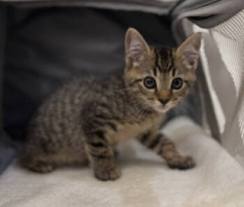 Rescue Domestic Short Hair Cats for Adoption in Herndon, Virginia - Jack | PetCurious