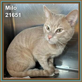 MILO (see also STORMY) -  Domestic Short Hair and Tabby Cat for Adoption in Marietta, Georgia - MILO (see Also STORMY) | PetCurious