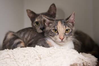 Sophia & Tutu -  Domestic Short Hair Cat for Adoption in Bellingham, Washington - Sophia & Tutu | PetCurious