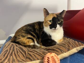 Rescue Domestic Short Hair Cats for Adoption in Saint Francisville, Louisiana - Ms. Patches | PetCurious