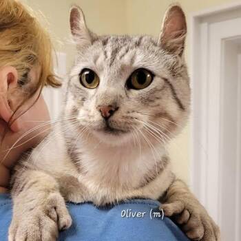 American Curl Cats Available for Adoption in Mazon, Illinois - Oliver | PetCurious