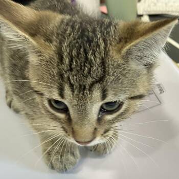 Goldie - Chow Hound Northland -  Domestic Short Hair Cat for Adoption in Grand Rapids, Michigan - Goldie - Chow Hound Northland | PetCurious