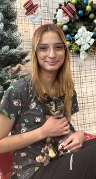 Domestic Short Hair Cats Available for Adoption - Cranberry | PetCurious