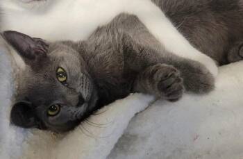 Dip -  Domestic Short Hair Cat for Adoption in Metter, Georgia - Dip | PetCurious