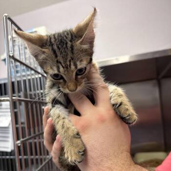 Bing -  Domestic Short Hair Cat for Adoption in Port Charlotte, Florida - Bing | PetCurious