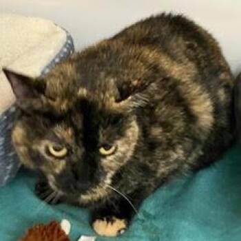 Delilah -  Tortoiseshell Cat for Adoption in Green Valley, Arizona - Delilah | PetCurious