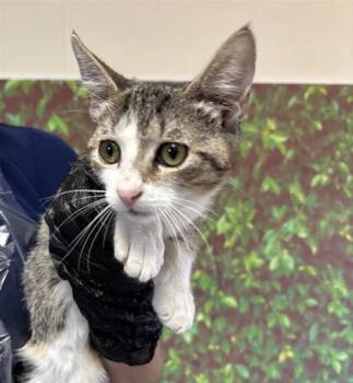 Rescue Domestic Short Hair Cats for Adoption in San Antonio, Texas - Samsung | PetCurious