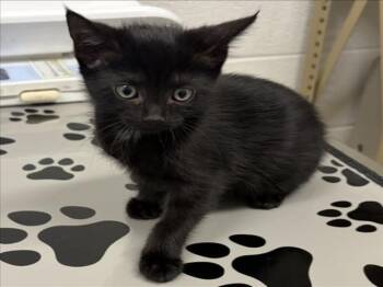 Domestic Short Hair Cats Available for Adoption in Derwood, Maryland - PEACH | PetCurious