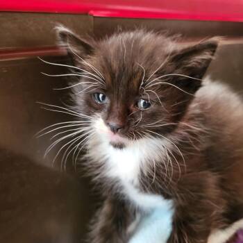Martin 53966 -  Domestic Short Hair Cat for Adoption in Las Vegas, Nevada - Martin 53966 | PetCurious