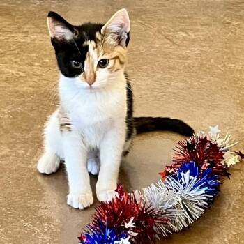 Isis -  Domestic Short Hair Cat for Adoption in Kanab, Utah - Isis | PetCurious