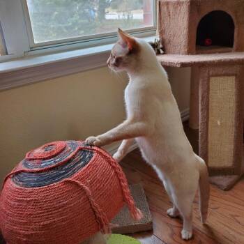 Vanilla Bean -  Siamese Cat for Adoption in Austin, Texas - Vanilla Bean | PetCurious