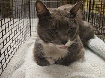 GIBLET -  Domestic Short Hair Cat Available for Adoption in Tustin, California - GIBLET | PetCurious