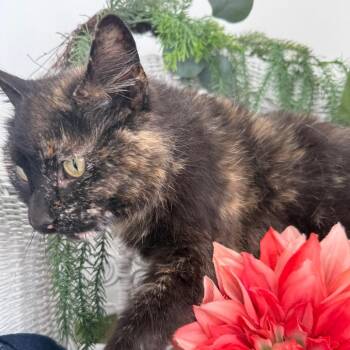Domestic Short Hair Cats Available for Adoption in Eaton Rapids, Michigan - Gymboree Jammin  56207 | PetCurious
