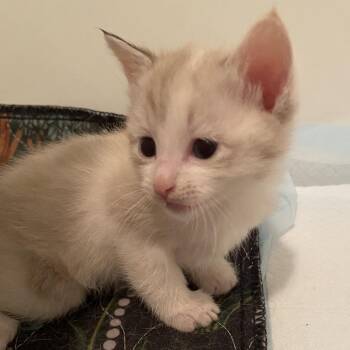 Kevin F-21631 -  Domestic Short Hair Cat for Adoption in Oklahoma City, Oklahoma - Kevin F-21631 | PetCurious