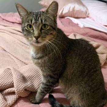 Rescue Domestic Short Hair Cats for Adoption in Fort Worth, Texas - Keystone | PetCurious