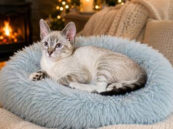 Purr-cy -  Siamese Cat for Adoption in Sebastian, Florida - Purr-cy | PetCurious