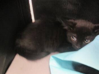 Domestic Short Hair Cats Available for Adoption in Ocala, Florida - WALLACE | PetCurious