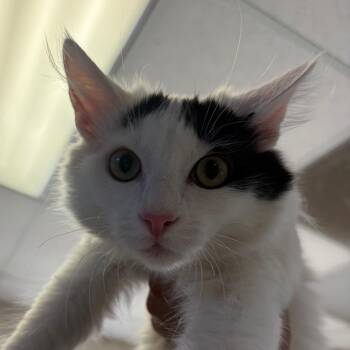 Bandit -  Domestic Medium Hair Cat for Adoption in Goleta, California - Bandit | PetCurious