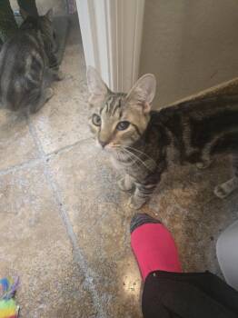 Chico -  Domestic Short Hair Cat for Adoption in Glendale, Arizona - Chico | PetCurious