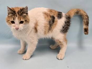 Domestic Short Hair Cats Available for Adoption - Cleocatra | PetCurious