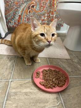 Domestic Short Hair Cats Available for Adoption - Junior Mints | PetCurious