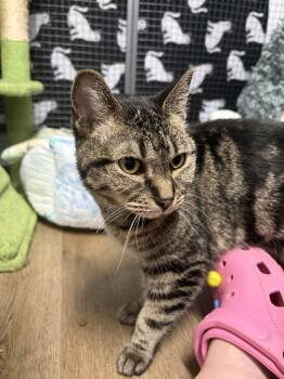 Millie -  Domestic Short Hair Cat for Adoption in Barton, Vermont - Millie | PetCurious