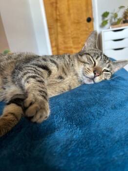 Tabby Cats Available for Adoption - Goldeen | PetCurious