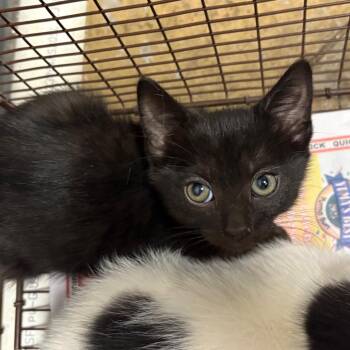 HSOY-Stray-130791 -  Domestic Short Hair Cat for Adoption in Yuma, Arizona - HSOY-Stray-130791 | PetCurious
