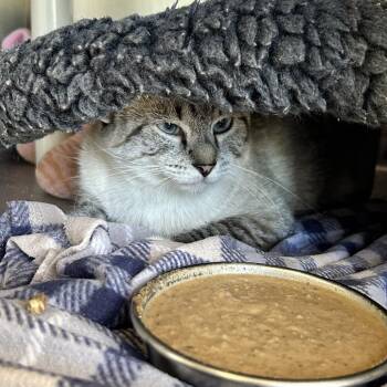 Muriel -  Domestic Short Hair Cat for Adoption in Kanab, Utah - Muriel | PetCurious