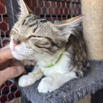 Harlequin -  Domestic Short Hair Cat Available for Adoption in Absecon, New Jersey - Harlequin | PetCurious