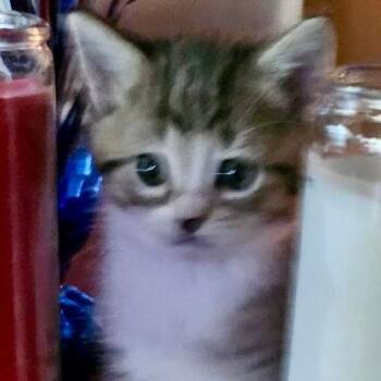 Button -  Domestic Short Hair Cat for Adoption in Gastonia, North Carolina - Button | PetCurious