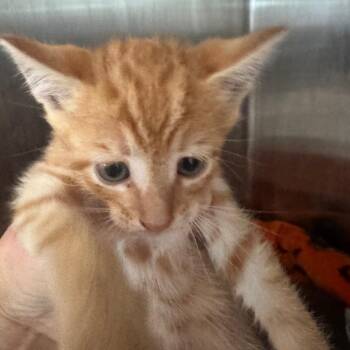 Broccoli -  Domestic Short Hair Cat for Adoption in Clearwater, Florida - Broccoli | PetCurious