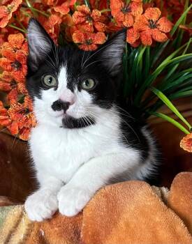 6/23/26 Prayer -  American Bobtail Cat for Adoption in Stillwater, Oklahoma - 6/23/26 Prayer | PetCurious