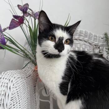 Domestic Short Hair Cats Available for Adoption in Eaton Rapids, Michigan - Robert The Bruce 56035 | PetCurious