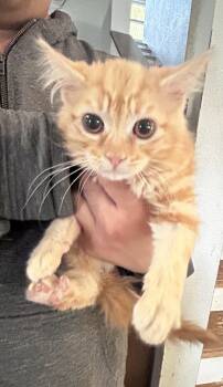 Apple Napa Petco -  Domestic Long Hair Cat Available for Adoption in Napa, California - Apple Napa Petco | PetCurious