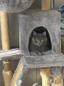 Jellie -  Domestic Medium Hair Cat for Adoption in Cary, North Carolina - Jellie | PetCurious