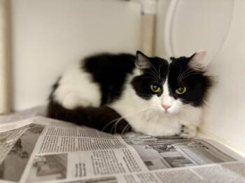 Rescue Domestic Medium Hair Cats for Adoption in Fruit Heights, Utah - Sparkler | PetCurious
