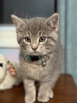 Rescue Domestic Short Hair Cats for Adoption in Lemoyne, Pennsylvania - Bohdi (little Chonky Boy) | PetCurious