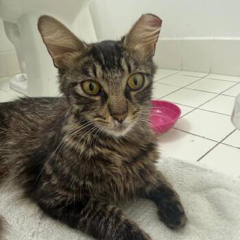 Nova -  Domestic Short Hair Cat for Adoption in Buffalo, New York - Nova | PetCurious