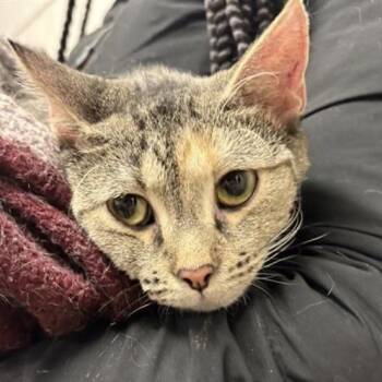 Domestic Short Hair Cats Available for Adoption in Riverwoods, Illinois - Anastasia | PetCurious