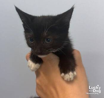 Della -  Domestic Short Hair Cat for Adoption in Washington, District Of Columbia - Della | PetCurious