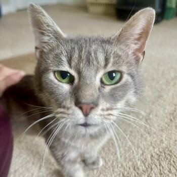 Domestic Short Hair Cats Available for Adoption - Sol De Janeiro | PetCurious