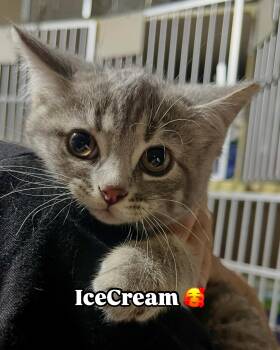 Icecream -  Domestic Short Hair Cat for Adoption in Hamilton, Ontario - Icecream | PetCurious