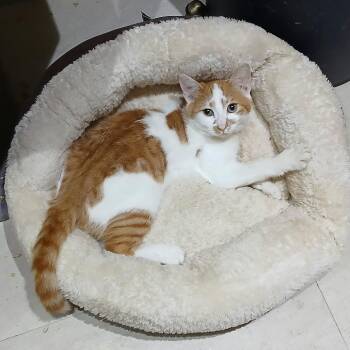 Rufus -  Domestic Short Hair Cat for Adoption in Fairfax Station, Virginia - Rufus | PetCurious
