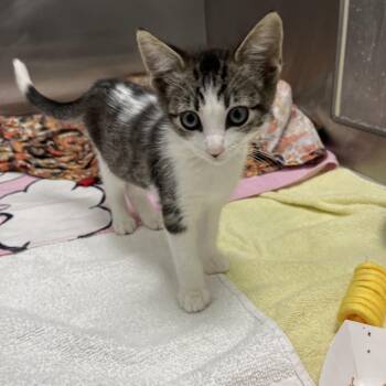 Macaroon -  Domestic Short Hair Cat for Adoption in Hawthorne, California - Macaroon | PetCurious