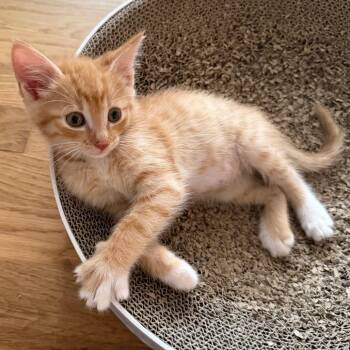 Ricky -  Domestic Short Hair Cat for Adoption in Woodinville, Washington - Ricky | PetCurious