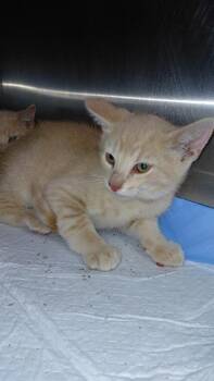 Briar -  Domestic Short Hair Cat for Adoption in Cincinnati, Ohio - Briar | PetCurious